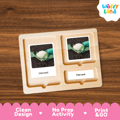 Cauliflower Life Cycle Activity Cut&Paste Worksheet Science Plant Growth Sequence