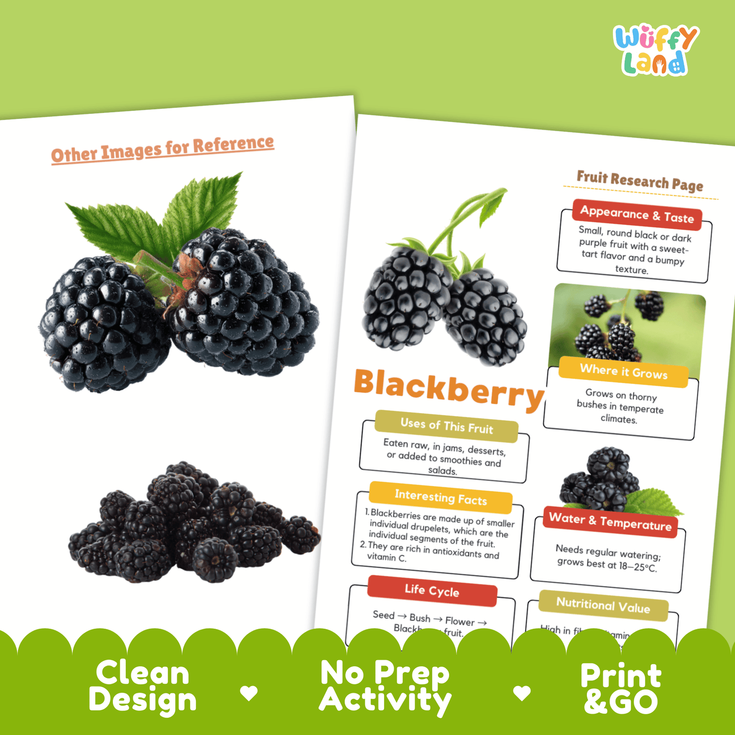 Blackberry Science Activity | Fruit Research Project | Biology | Nature Study