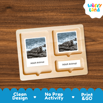 Seal Life Cycle Montessori 3-Part Cards - Science Zoology Marine Flashcards