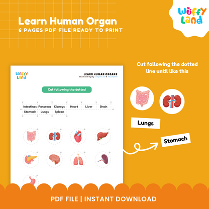 Pelajari Organ Manusia yang Dapat Dicetak - Aktivitas Tubuh Manusia untuk Anak-Anak