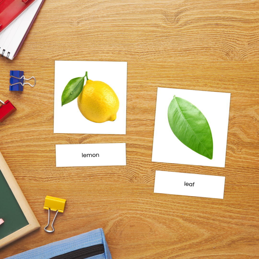 Kartu 3 Bagian Montessori Anatomi Buah Lemon untuk Kosakata Sains