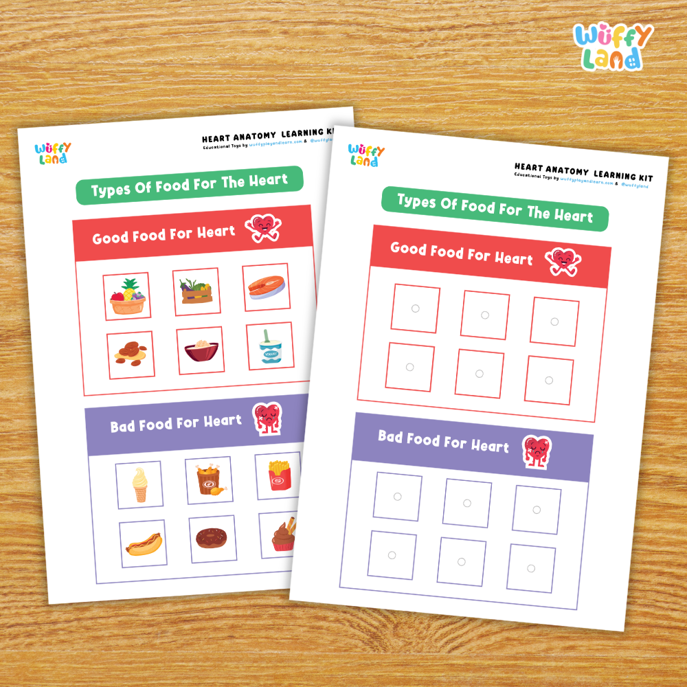 Heart Anatomy Learning Kit Human Body Circulatory System Organs Health Science Printable Activity Pack