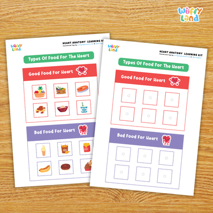 Heart Anatomy Learning Kit Human Body Circulatory System Organs Health Science Printable Activity Pack