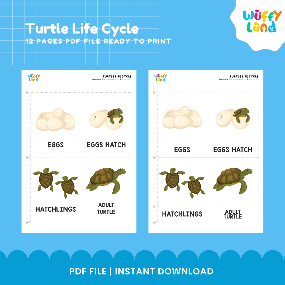 Turtle Life Cycle Educational - kids activities printable