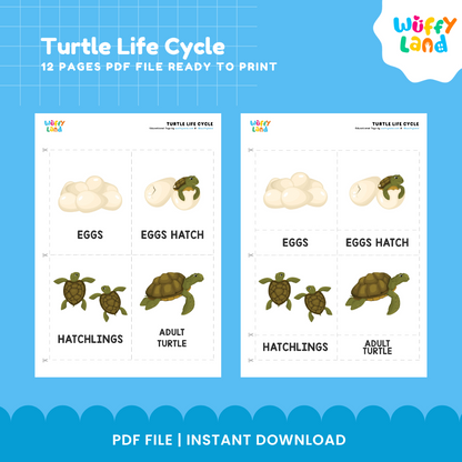 Turtle Life Cycle Educational - kids activities printable