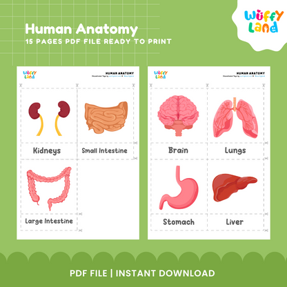 Human Anatomy