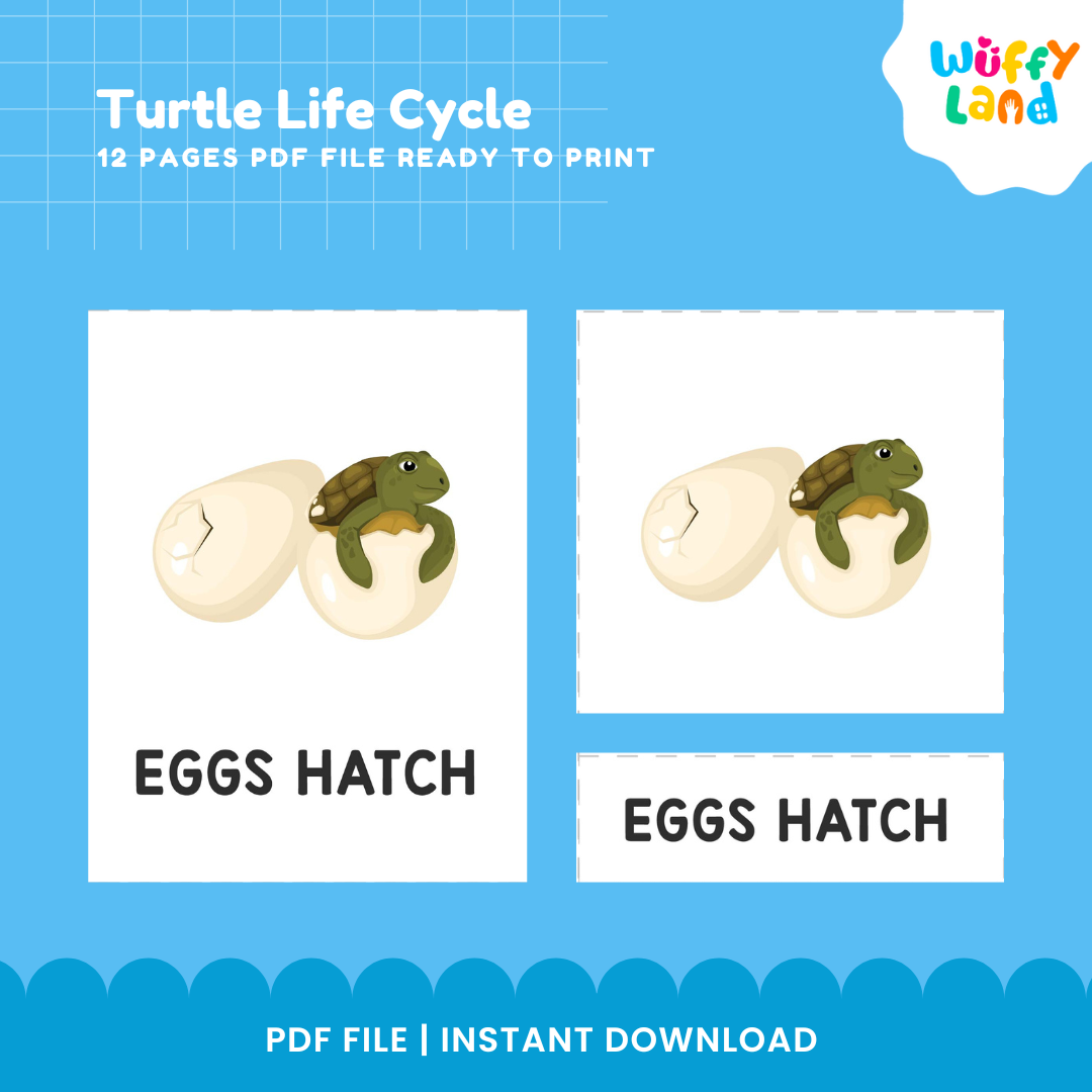 Turtle Life Cycle Educational - kids activities printable