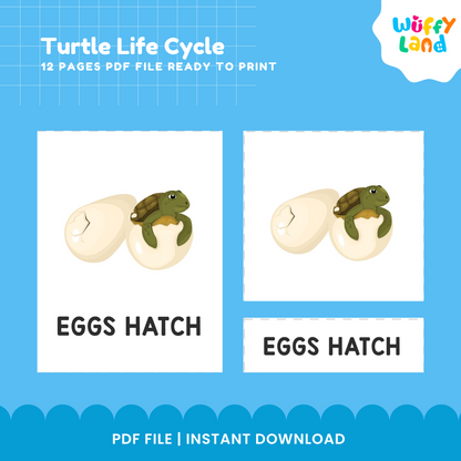 Turtle Life Cycle Educational - kids activities printable