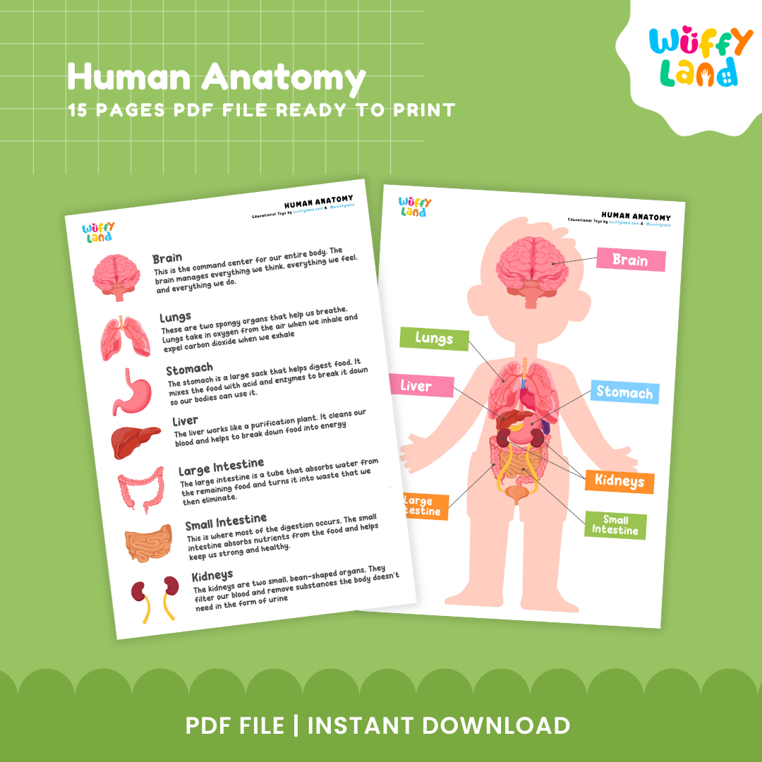 Human Anatomy