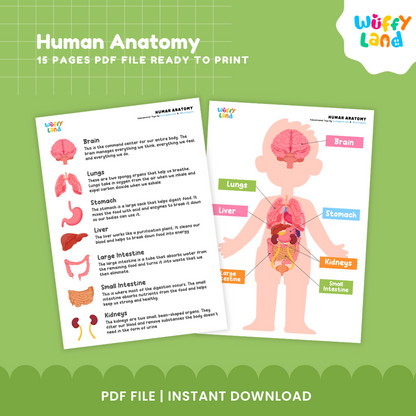 Human Anatomy