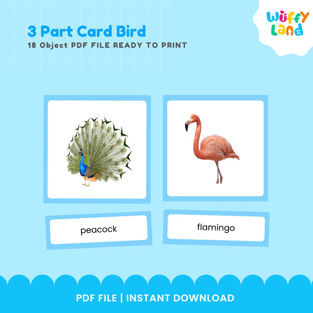 Kartu 3 Bagian Montessori Seri Burung Zoologi 