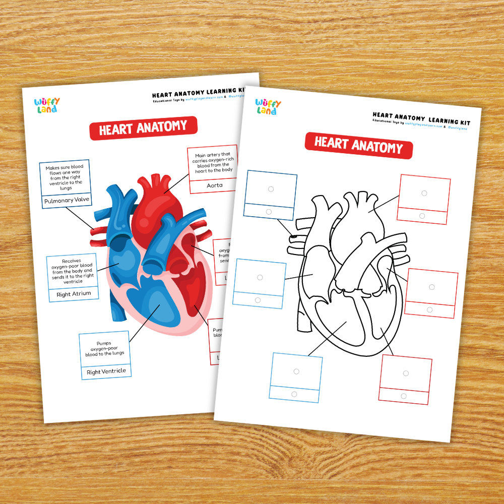 Heart Anatomy Learning Kit Human Body Circulatory System Organs Health Science Printable Activity Pack