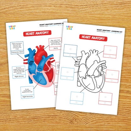 Heart Anatomy Learning Kit Human Body Circulatory System Organs Health Science Printable Activity Pack