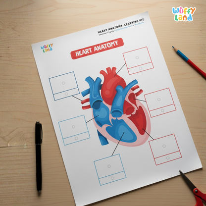 Heart Anatomy Learning Kit Human Body Circulatory System Organs Health Science Printable Activity Pack