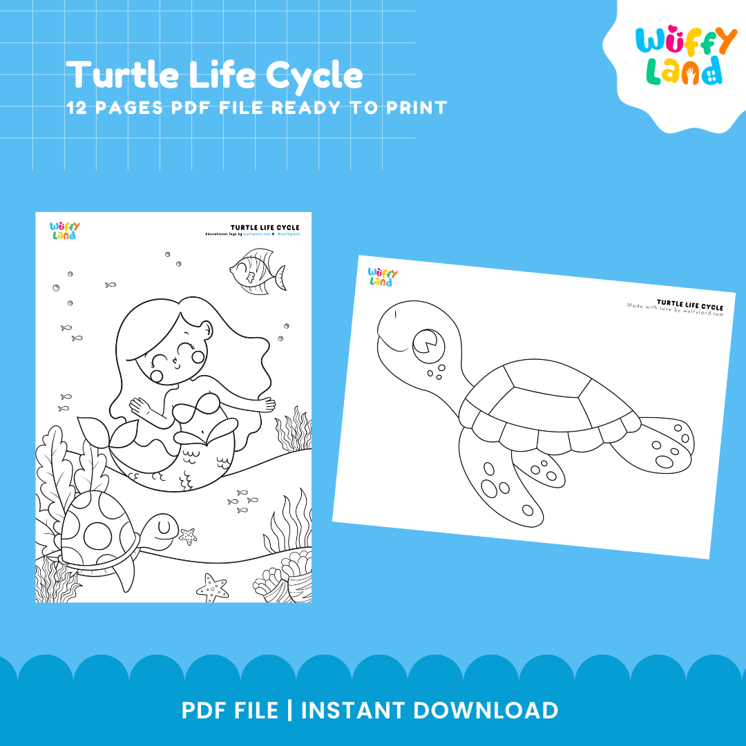 Turtle Life Cycle Educational - kids activities printable