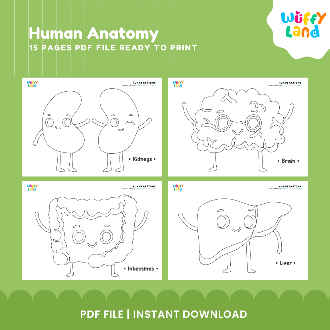 Human Anatomy