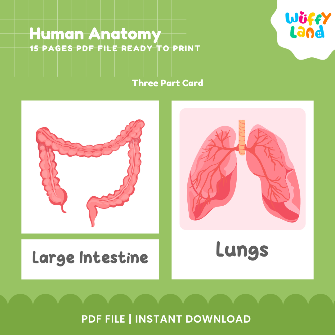 Human Anatomy