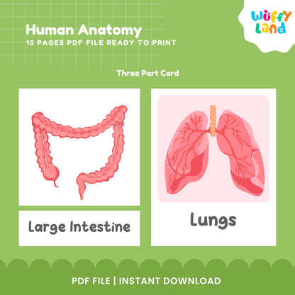 Human Anatomy