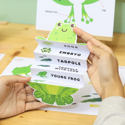 Frog Life Cycle Printable - Fun & Educational Science Activity for Kids