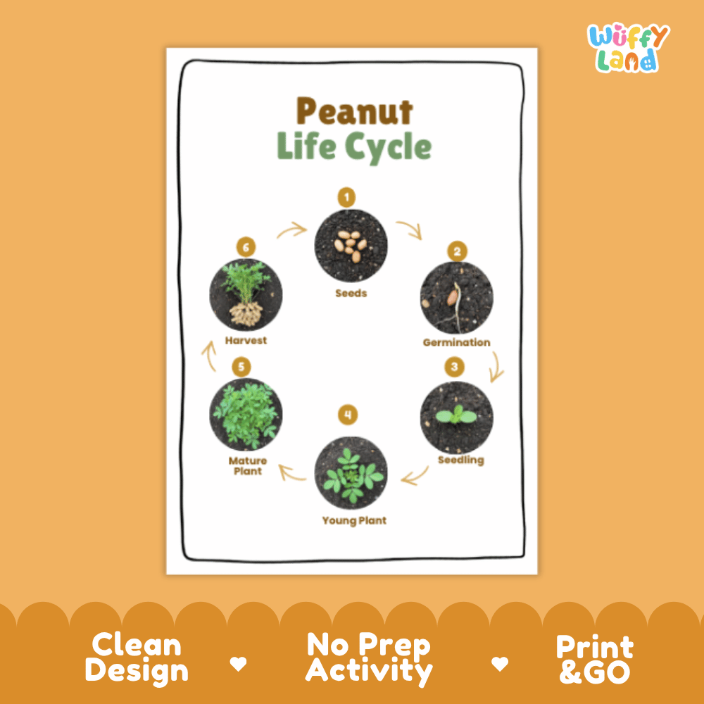 Peanut Life Cycle Poster and Cut and Paste Activity Plant Science Printable