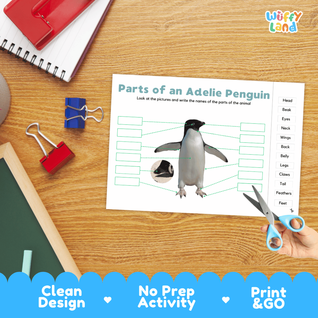 Differentiated Adelie penguin body parts labeling worksheets featuring fill-in write-in boxes and vocabulary word bank