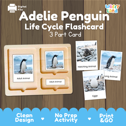 Adelie Penguin Life Cycle Flashcards | Montessori 3 Part Cards Science Activity