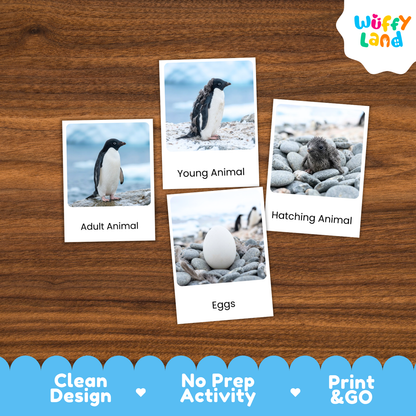 Adelie Penguin Life Cycle Flashcards | Montessori 3 Part Cards Science Activity