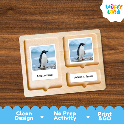 Adelie Penguin Life Cycle Flashcards | Montessori 3 Part Cards Science Activity