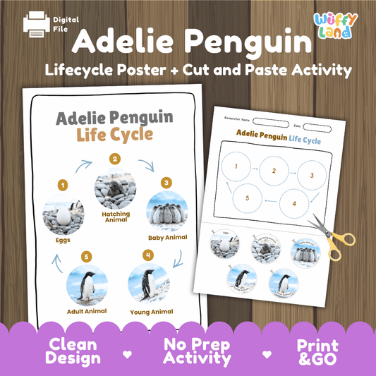 Adelie penguin life cycle sequencing reference chart and cut and paste student worksheet with 5 developmental stages