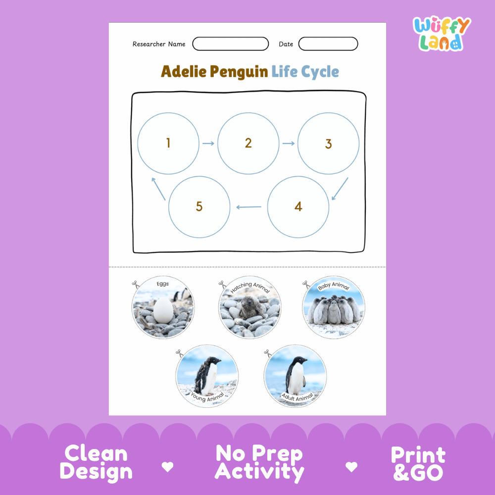 Adelie Penguin Life Cycle Poster and Cut and Paste Worksheet Activity