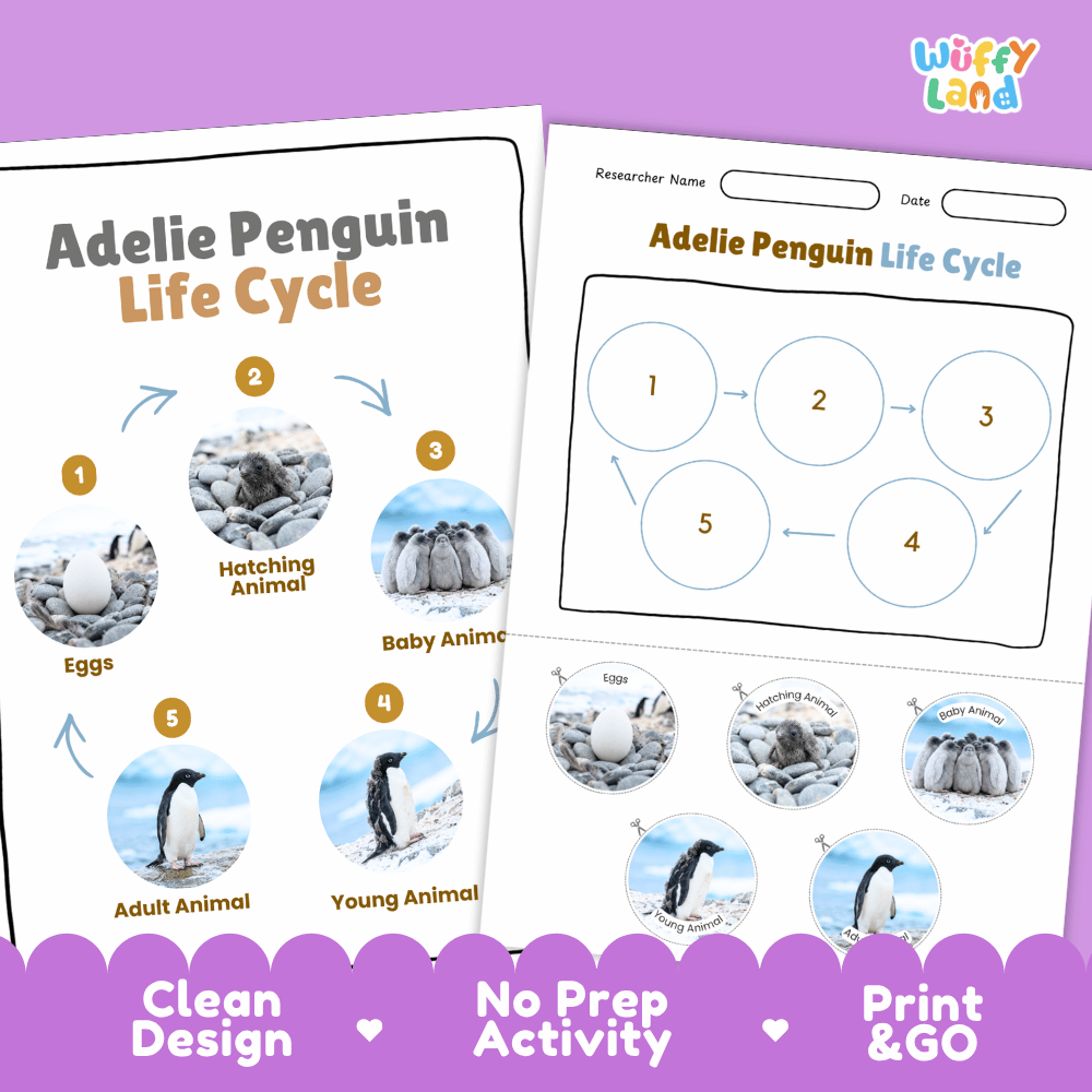 Adelie Penguin Life Cycle Poster and Cut and Paste Worksheet Activity