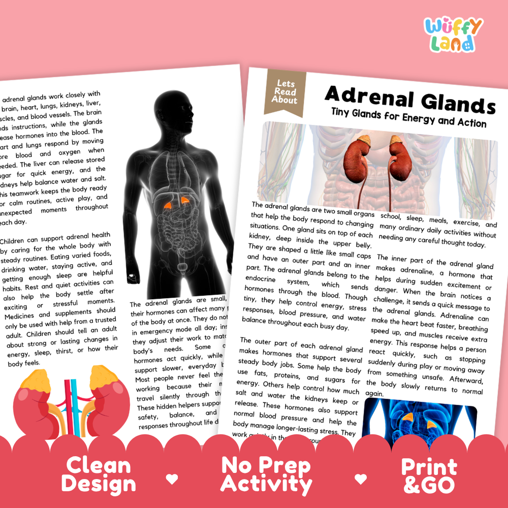 Teacher answer key page showing complete question solutions for Adrenal Glands human body reading comprehension practice