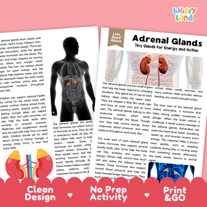 Teacher answer key page showing complete question solutions for Adrenal Glands human body reading comprehension practice
