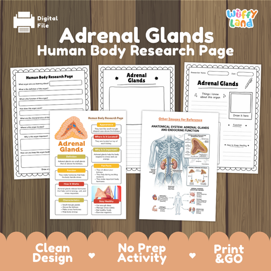Adrenal Glands Human Body Research Page Worksheets and Reference Sheets