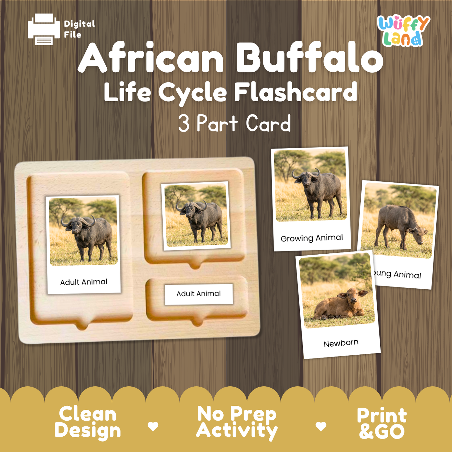A digital product preview for an 'African Buffalo Life Cycle Flashcard' set by Wiffy Land. The image shows a wooden 3-part card tray with sample photos and labels for 'Adult Animal', 'Growing Animal', and 'Newborn'.