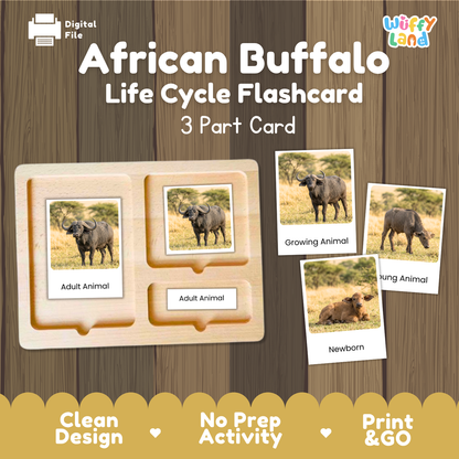 A digital product preview for an 'African Buffalo Life Cycle Flashcard' set by Wiffy Land. The image shows a wooden 3-part card tray with sample photos and labels for 'Adult Animal', 'Growing Animal', and 'Newborn'.