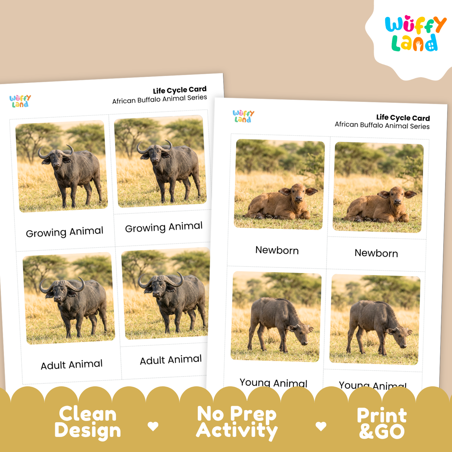 African Buffalo Life Cycle Flashcards | Montessori 3 Part Cards Mammal Activity