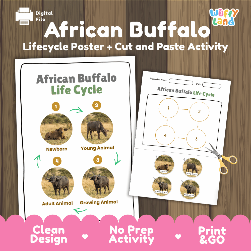 African Buffalo Life Cycle Poster and Cut and Paste Activity Worksheets