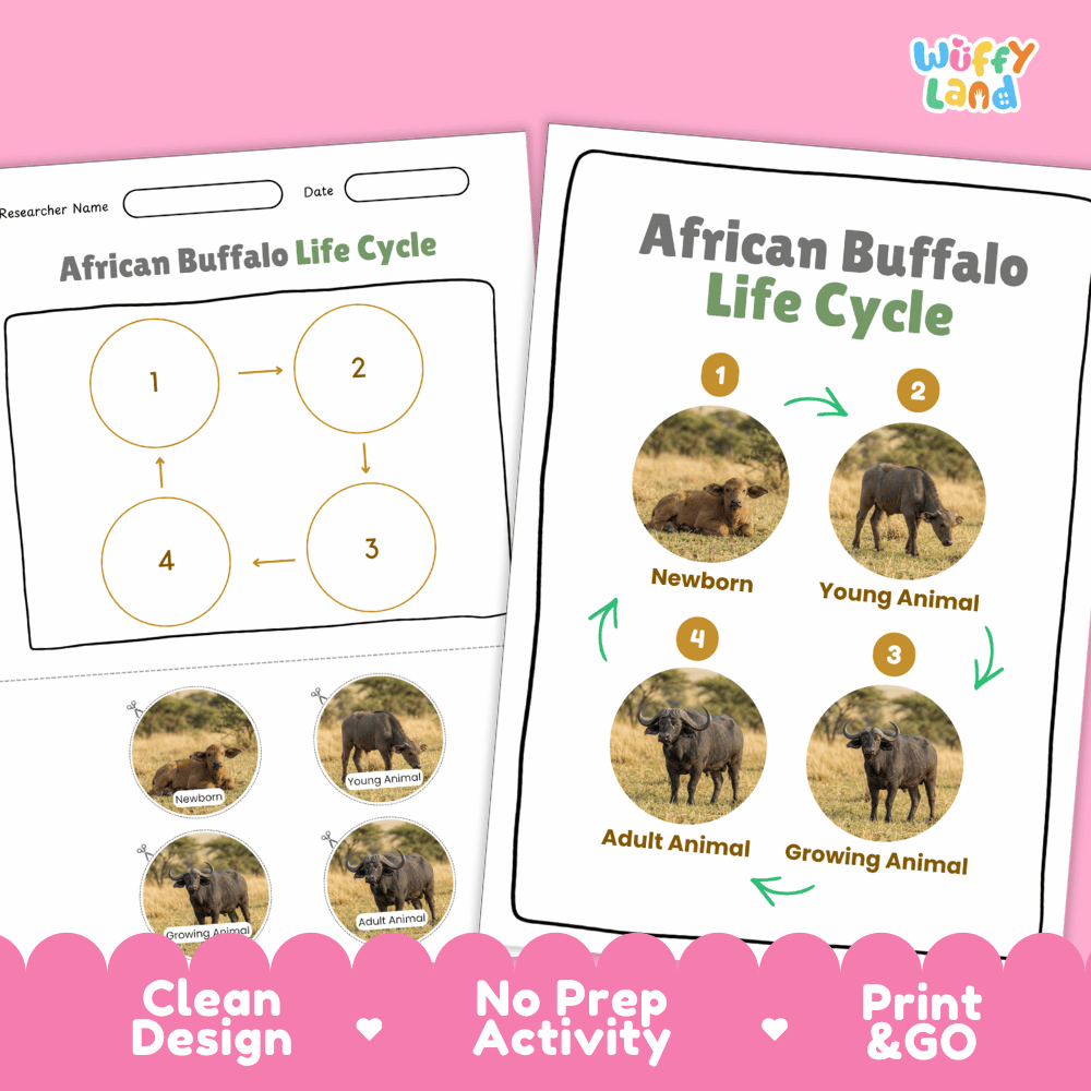 African Buffalo Life Cycle Poster and Cut and Paste Activity Worksheets