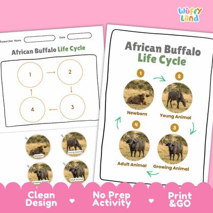 African Buffalo Life Cycle Poster and Cut and Paste Activity Worksheets