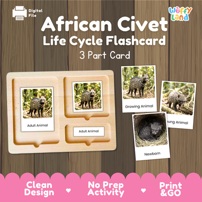 African Civet Life Cycle Flashcards | Montessori 3 Part Cards Mammal Activity