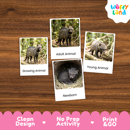 African Civet Life Cycle Flashcards | Montessori 3 Part Cards Mammal Activity