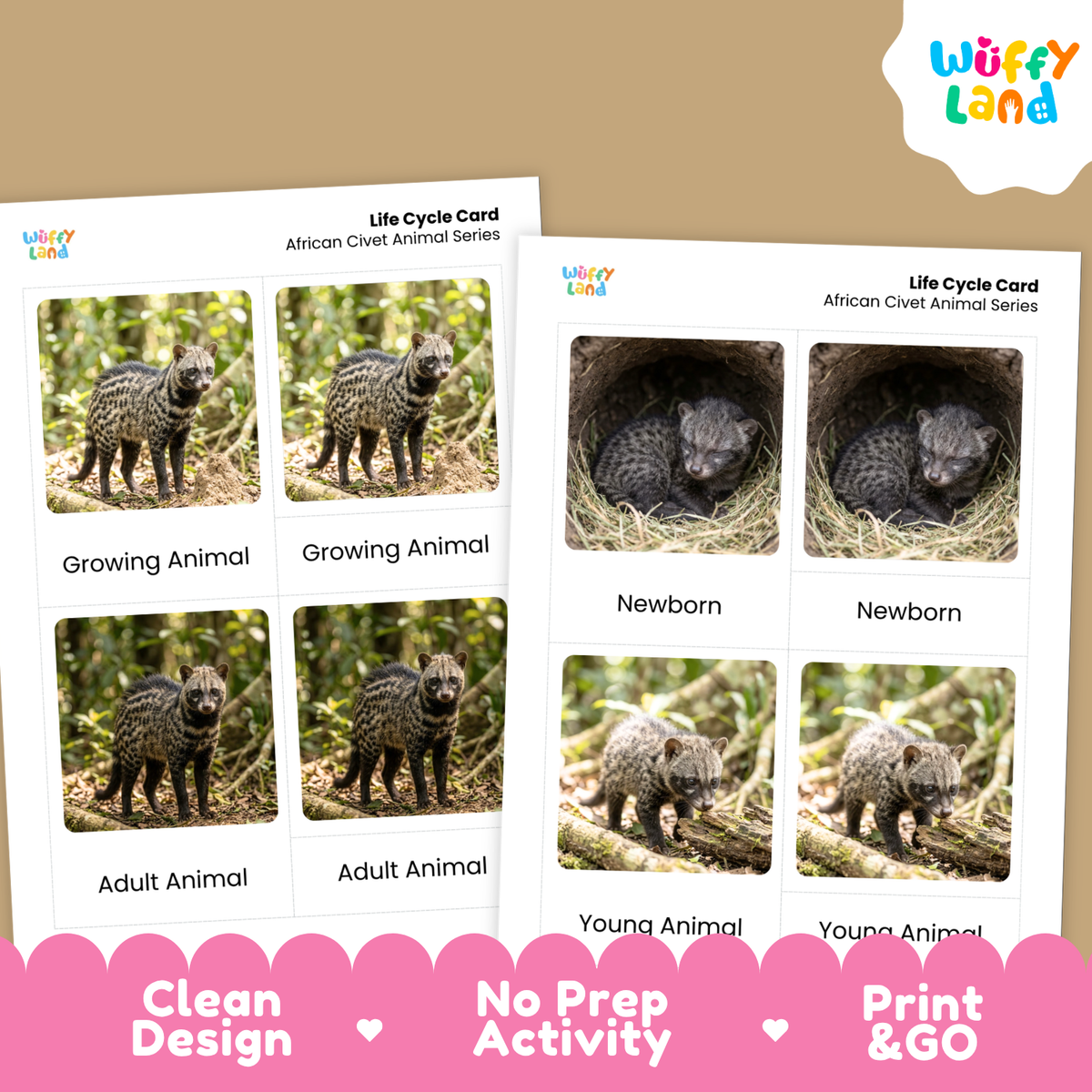 African Civet Life Cycle Flashcards | Montessori 3 Part Cards Mammal Activity