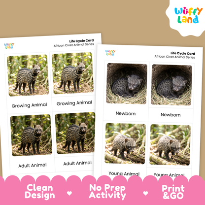 African Civet Life Cycle Flashcards | Montessori 3 Part Cards Mammal Activity