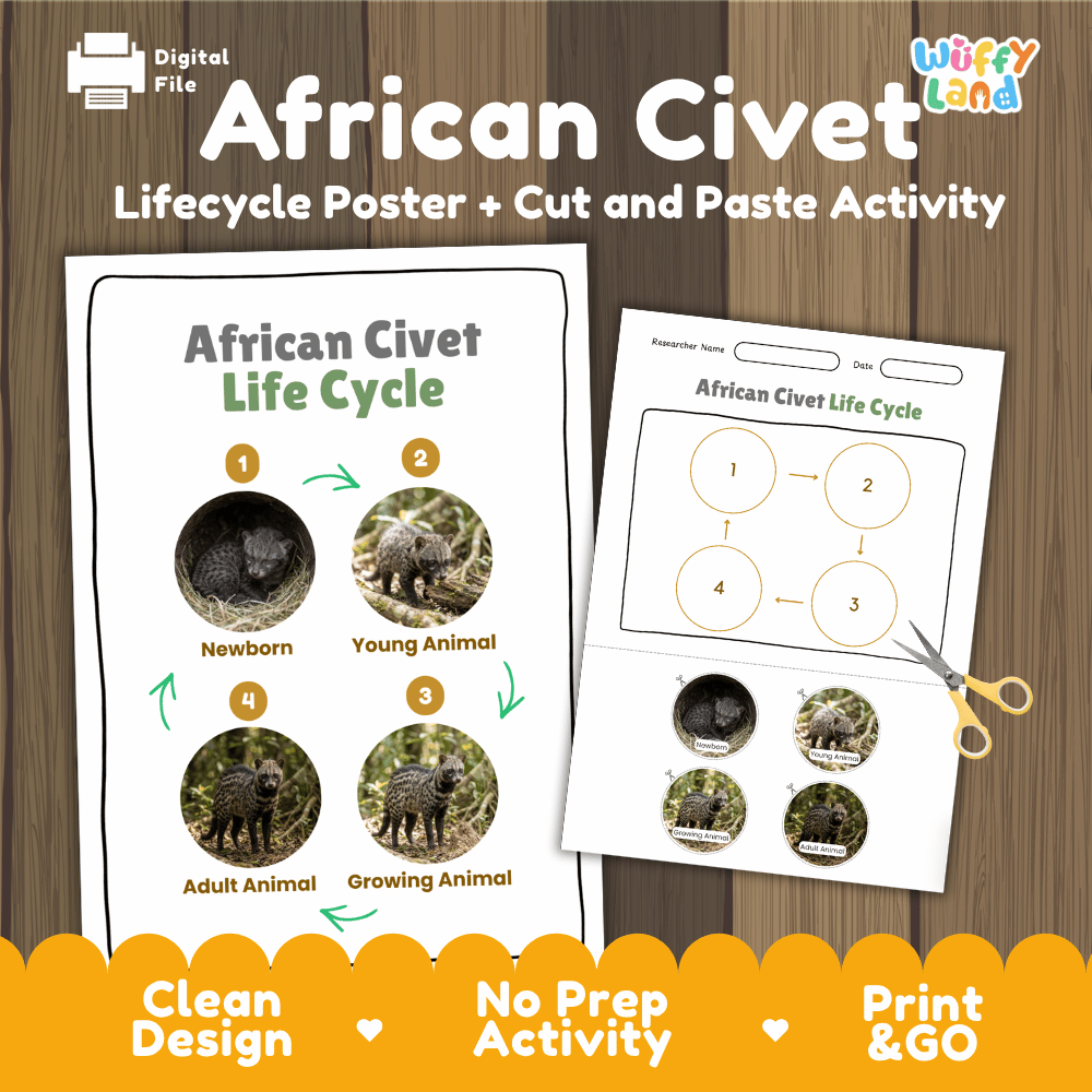 African Civet Life Cycle Poster and Cut and Paste Activity Worksheets