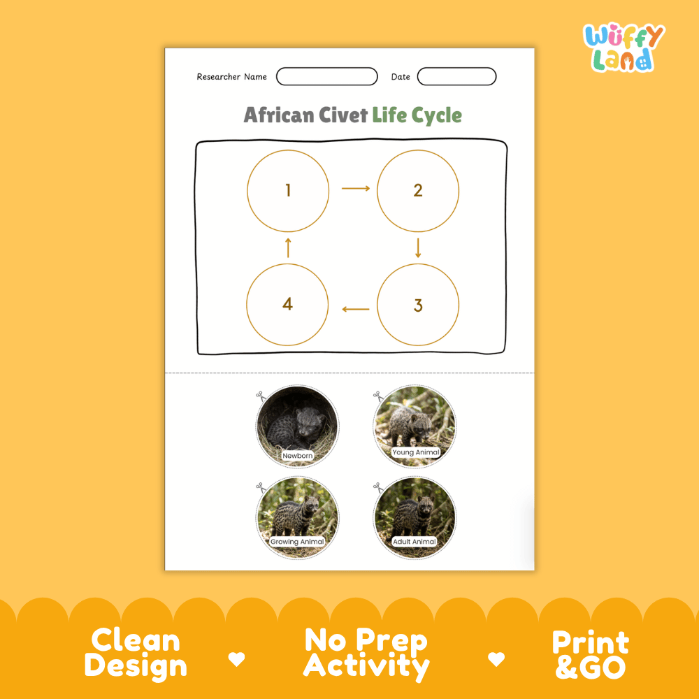 African Civet Life Cycle Poster and Cut and Paste Activity Worksheets