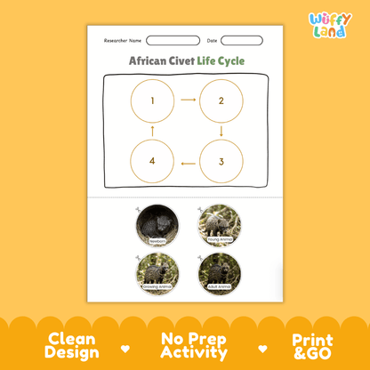 African Civet Life Cycle Poster and Cut and Paste Activity Worksheets