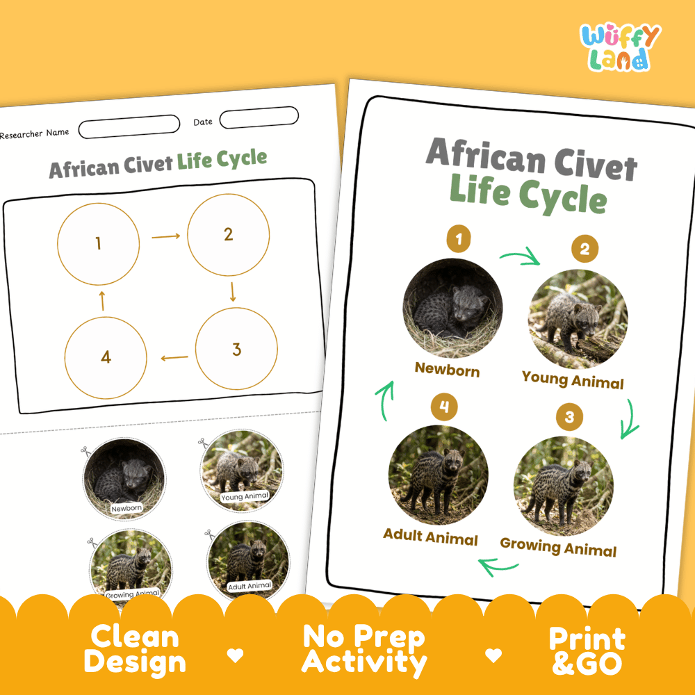 African Civet Life Cycle Poster and Cut and Paste Activity Worksheets