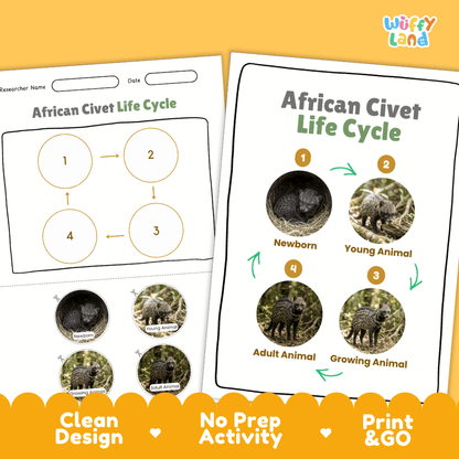 African Civet Life Cycle Poster and Cut and Paste Activity Worksheets