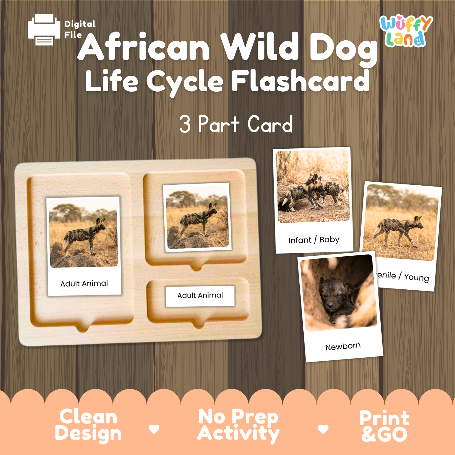 African Wild Dog Life Cycle Flashcard set by Wiffy Land, featuring a wooden 3-part card tray with labeled sections for Adult Animal, Infant/Baby, and Newborn, alongside sample flashcards showing photos of wild dogs in different life stages on a wood-textured background.